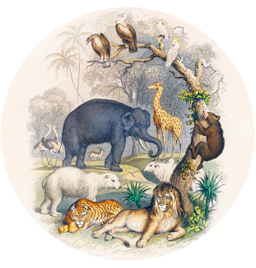 Illustration of various animals in a natural setting