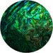Close-up of a green and blue paua shell with intricate patterns.